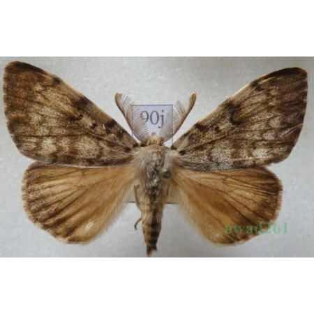 Lymantria dispar (Linnaeus, 1758) male Brudnica nieparka Slovakia90j